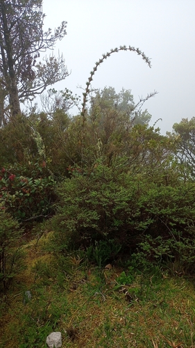 Chusquea heterophylla