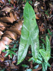 Alocasia longiloba