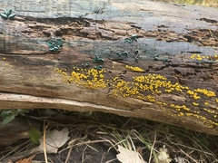 Calycina citrina
