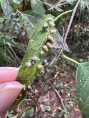 Celticecis acuminata