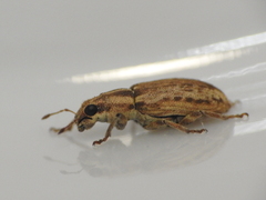 Sitona discoideus