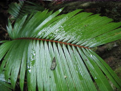 Arecaceae