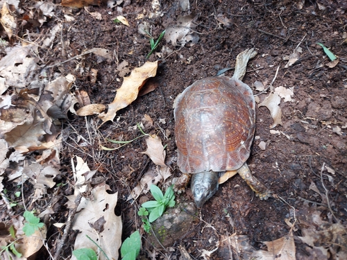 Spotted box turtle, Terrapene nelsoni