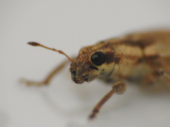 Sitona discoideus