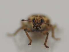 Sitona discoideus