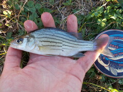 Morone mississippiensis