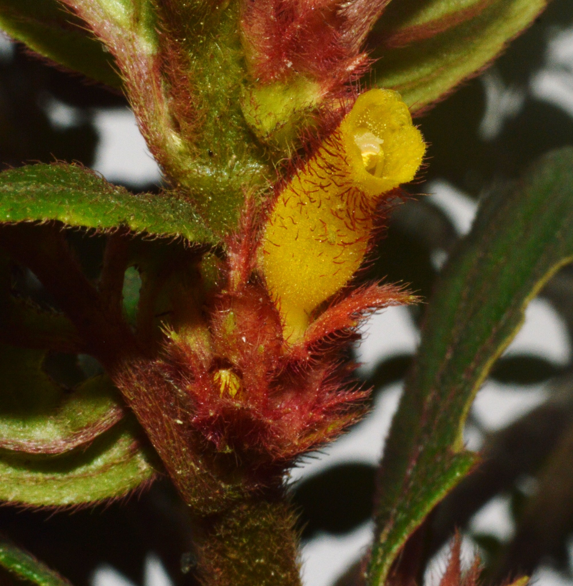 Columnea ambigua