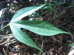 Macaranga beccariana