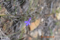 Lobelia chamaepitys
