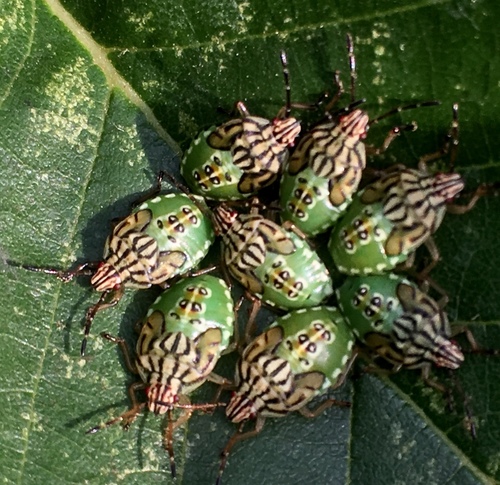 Parent Bug