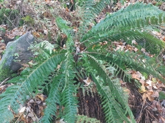 Polystichum × luerssenii