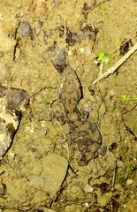 Thecadactylus rapicauda