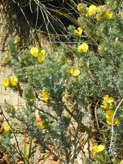 Aspalathus laricifolia