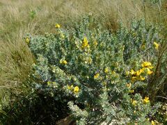 Aspalathus laricifolia