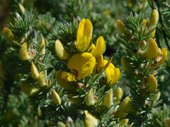 Aspalathus laricifolia