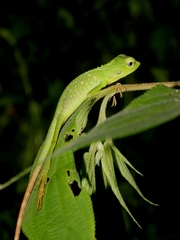 Bronchocela jubata