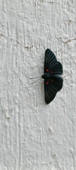 Melanis cephise