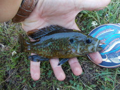 Lepomis gulosus