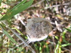 Palystes superciliosus