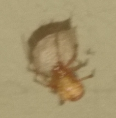 Parasteatoda tepidariorum