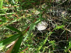 Palystes superciliosus