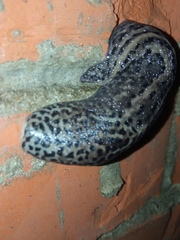 Limax