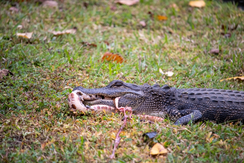 American Alligator from Westbury Park, Bluffton, SC 29910, USA on