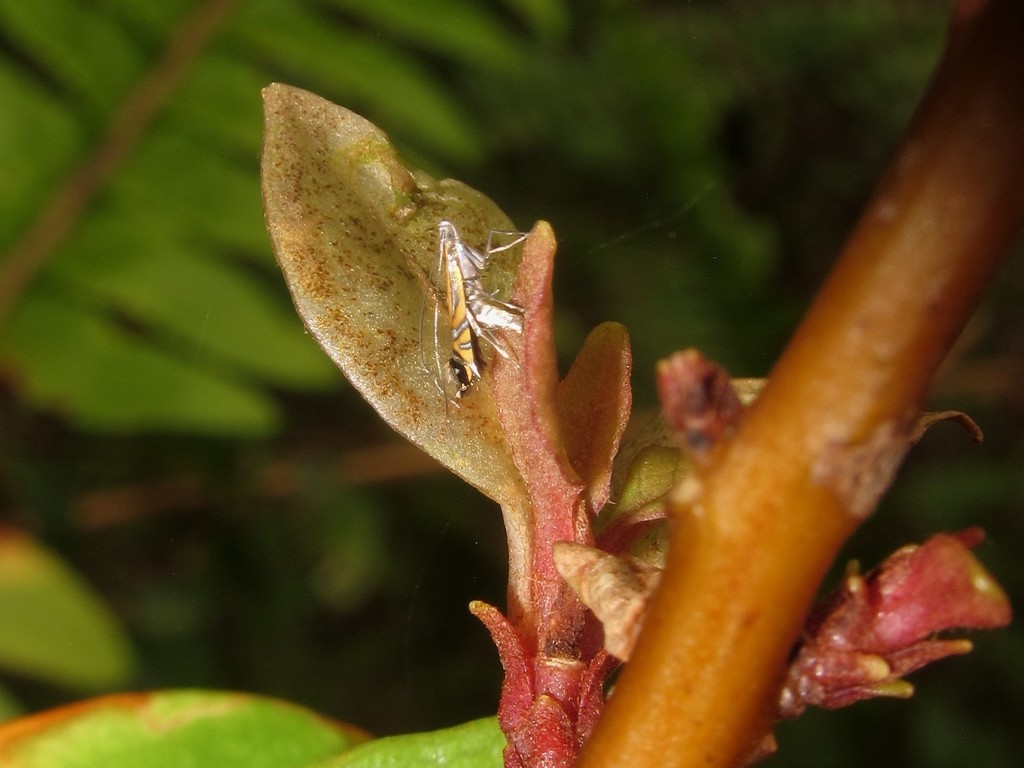 Philodoria lysimachiella