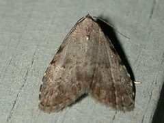 Dyspyralis puncticosta