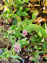 Hylotelephium spectabile