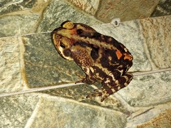Rhinella icterica