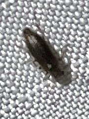 Elateroidea