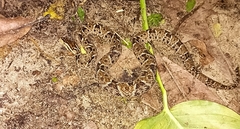 Bothrops asper