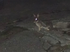 Sylvilagus brasiliensis