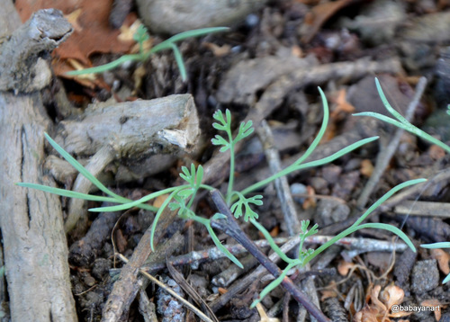 California Poppy seedling