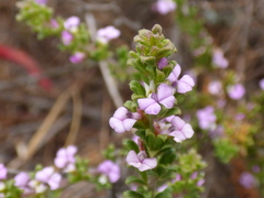 Muraltia satureioides
