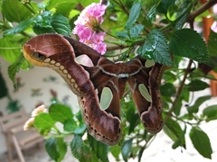 Rothschildia arethusa