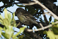 Serinus canaria