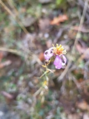 Galatella aragonensis