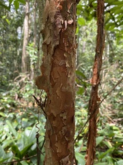 Myrcia riodocensis