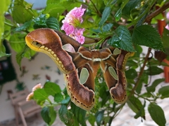 Rothschildia arethusa