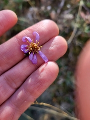 Galatella aragonensis