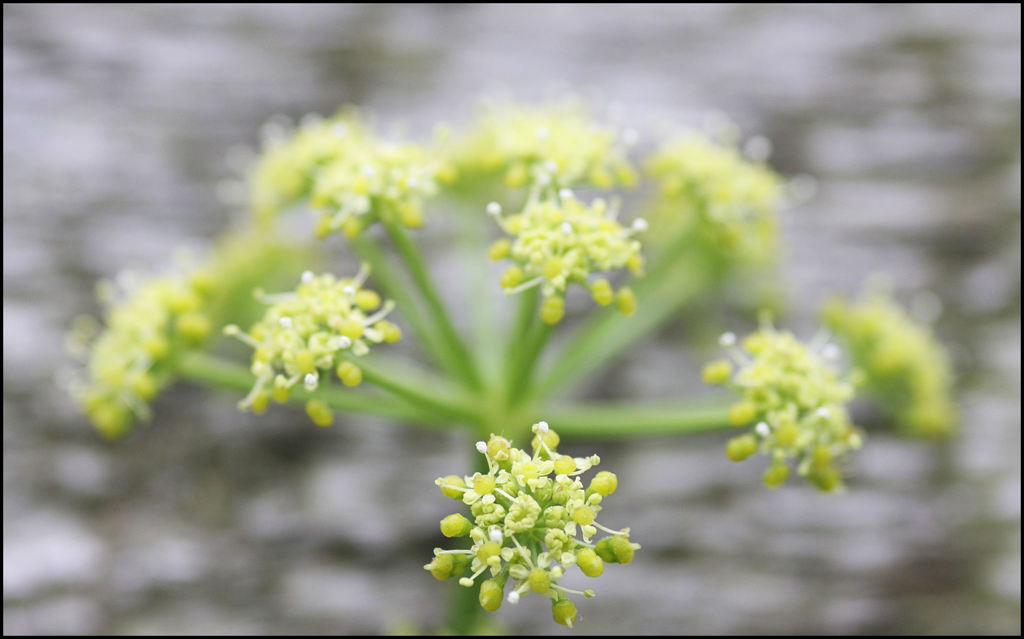 Alexanders