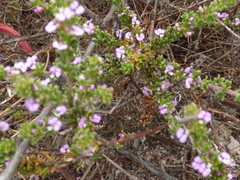 Muraltia satureioides