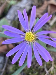 Symphyotrichum laeve concinnum