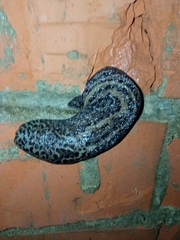 Limax