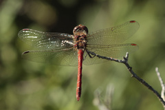 Sympetrum nigrifemur