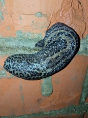 Limax