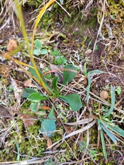 Galatella aragonensis