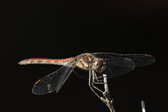Sympetrum nigrifemur